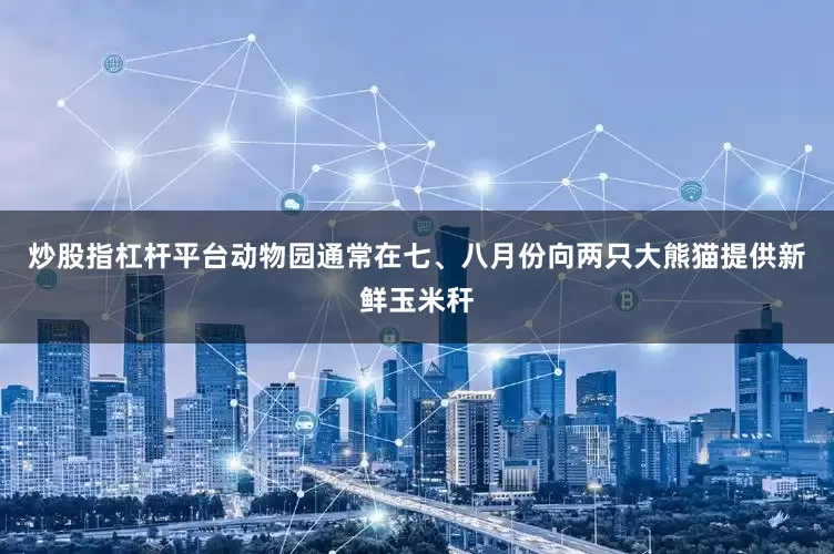 炒股指杠杆平台动物园通常在七、八月份向两只大熊猫提供新鲜玉米秆